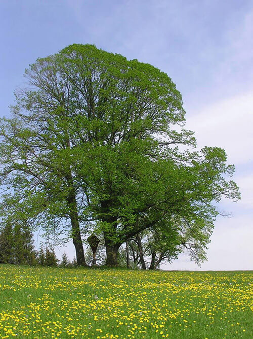 Landschaftsbild Mostviertel Sommer - Aufnahme von Gerhard Wieser